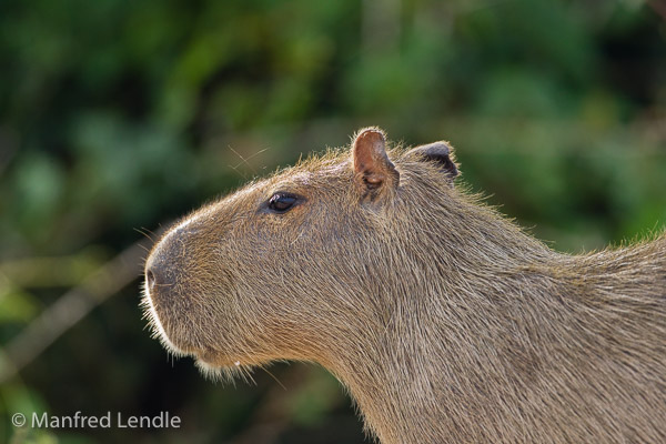 Tierwelt in den Llanos