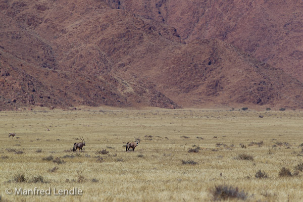 Tiere der Namib Tiere der Namib