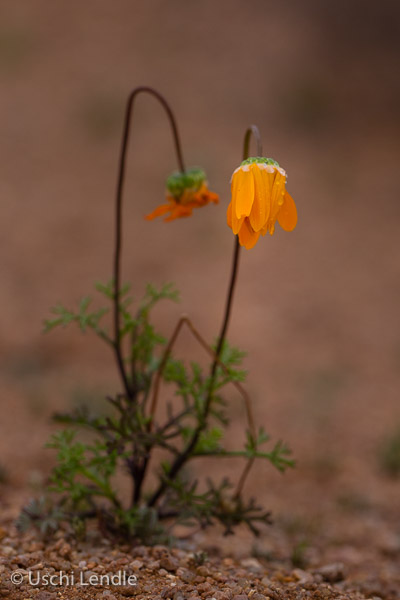 Pflanzenwelt des Namaqualandes