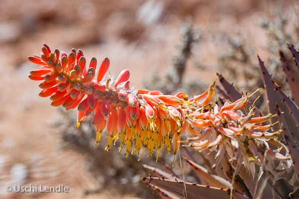 Pflanzen der Kalahari