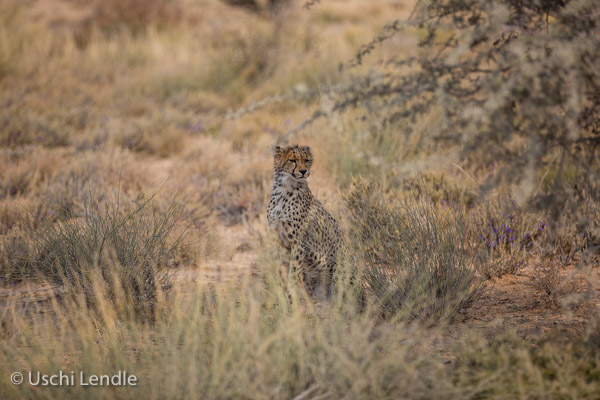 Tierwelt der Kalahari