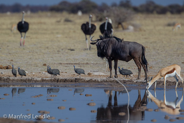 Tiere der Makgadikgadi