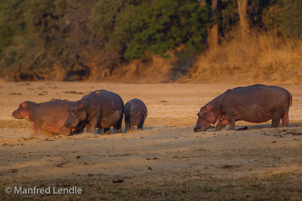 Tiere im Nord Luangwa Nationalpark