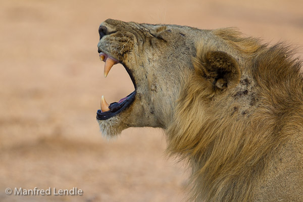 Tiere im South Luangwa Nationalpark